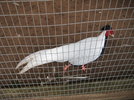 139p